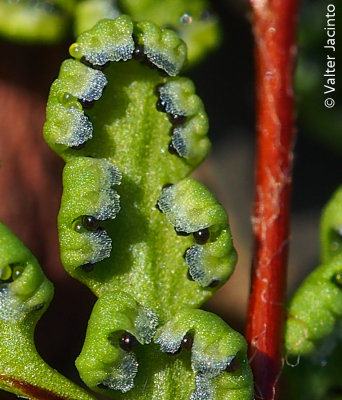 Cheilanthes maderensis