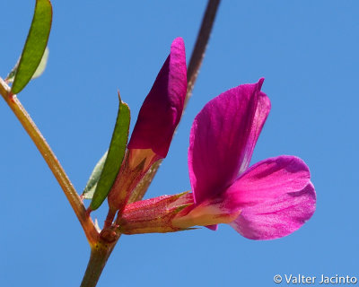 Ervilhaca-miúda // Common Vetch (Vicia angustifolia)