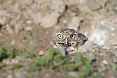 Burrowing Owl