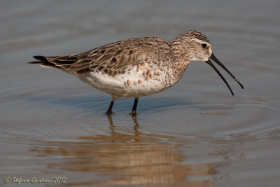 Piovanello (Calidris ferruginea)