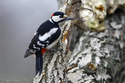 Picchio rosso maggiore (Dendrocopos major)