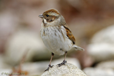 Migliarino di palude (Emberiza schoeniclus)