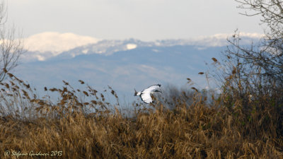 Ibis sacro (Threskiornis aethiopicus)