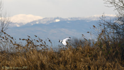 Ibis sacro (Threskiornis aethiopicus)