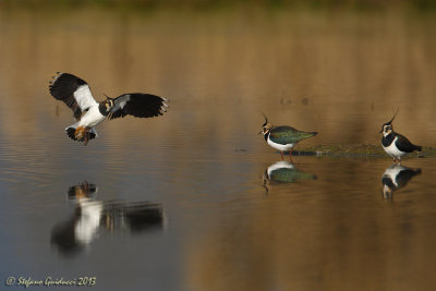 Pavonvelle (Vanellus vanellus)