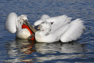 Pellicano riccio (Pelecanus crispus)
