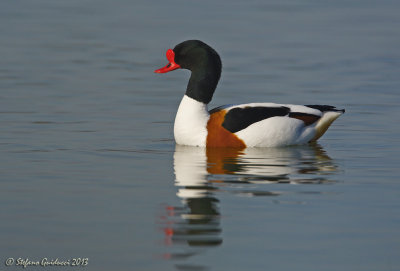 Volpoca (Tadorna tadorna)