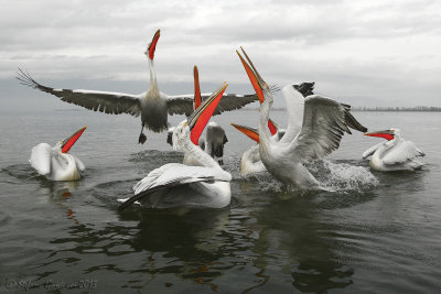 Pellicano riccio (Pelecanus crispus)