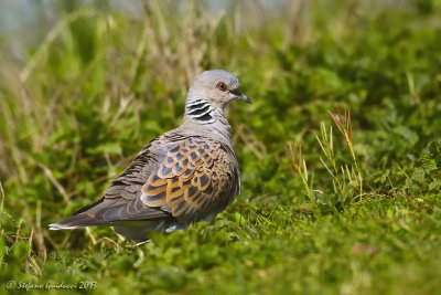 Tortora (Streptopelia turtur) - Eurasian Turtle Dove