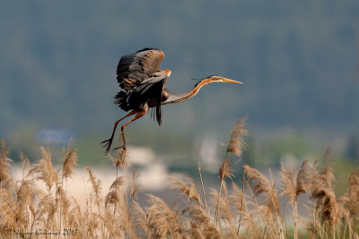 Airone rosso (Ardea purpurea) - Purple Heron