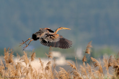 Airone rosso (Ardea purpurea) - Purple Heron