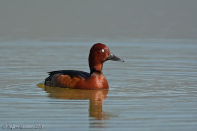 Moretta tabaccata (Aythya nyroca) - Ferruginous Duck