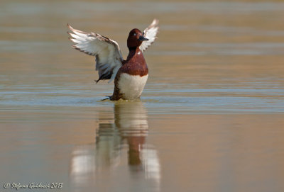 Moretta tabaccata (Aythya nyroca) - Ferruginous Duck