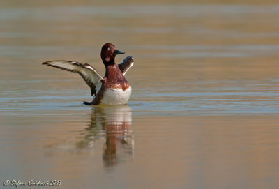 Moretta tabaccata (Aythya nyroca) - Ferruginous Duck