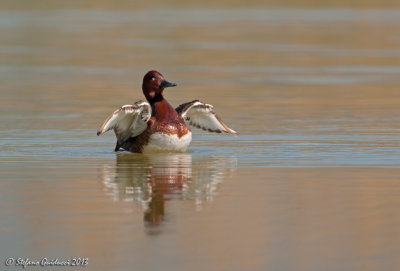 Moretta tabaccata (Aythya nyroca) - Ferruginous Duck