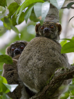 Madagascar, the forgotten Island