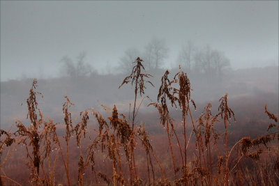 Rainy day on Red Rock Mountain. Central Pennsylvania.