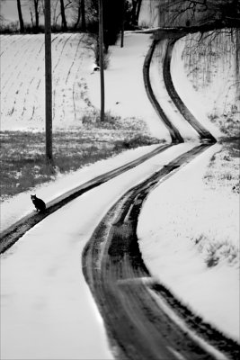 Cat on track.
