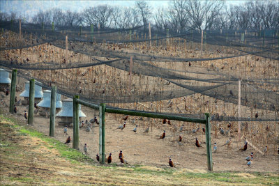 Pheasant farm.