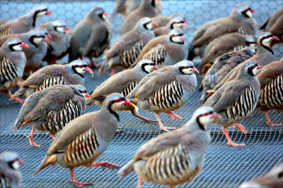 The Partridge Family.