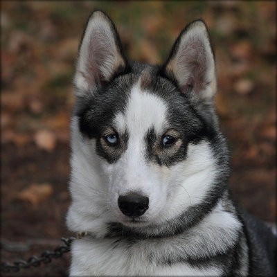 Ori - Sibirian Husky 5 months old