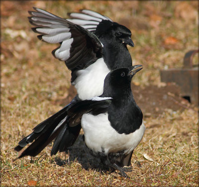 Common Magpie