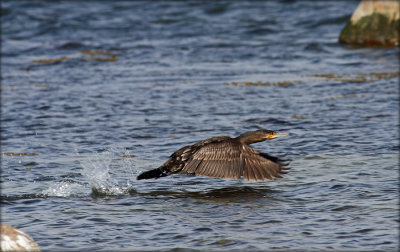 Skarv - Phalacrocorax carbo