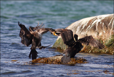 Skarv - Phalacrocorax carbo