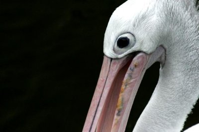 Wellington Zoo 2005