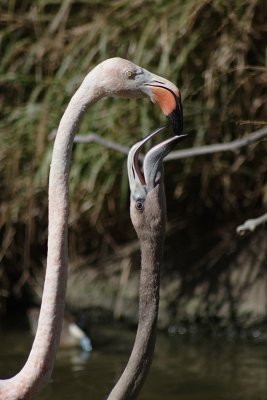 IMG_0143.JPG