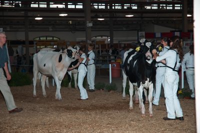 Dairy cows being judged