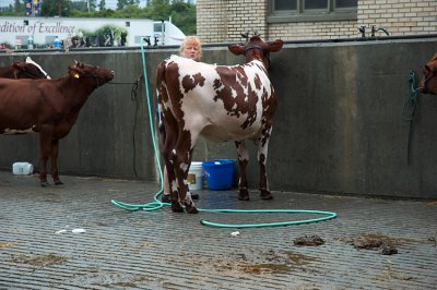 Cow washing