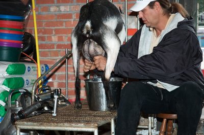Milking a goat