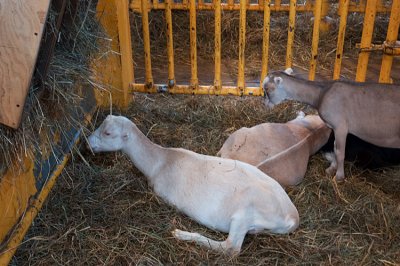 Goats at rest