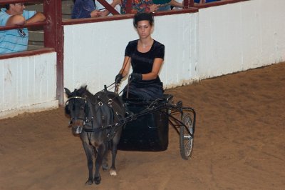 Miniature horse with carriage