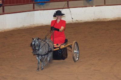 Miniature horse with carriage