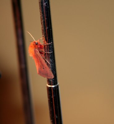 did you see that orange guy in the mirror?