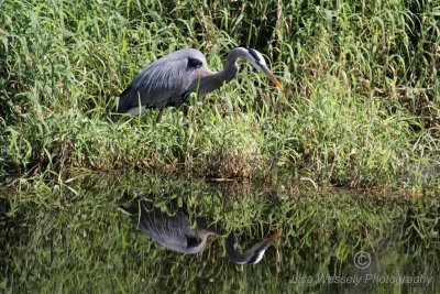 Blue Heron Reflection