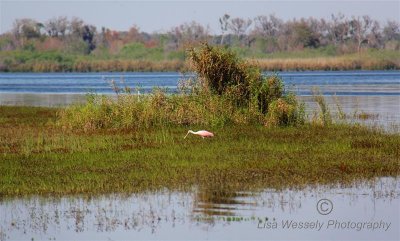Roseate Spoonbill