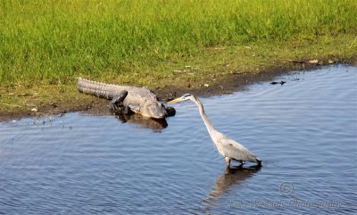 Myakka State Park