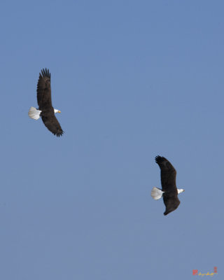 Bald Eagle Chase over Pohick Bay (DRB149)