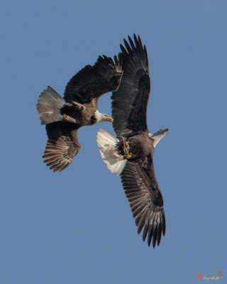 Bald Eagle Chase over Pohick Bay (DRB148)