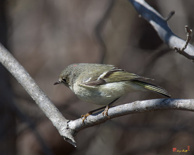 Ruby-crowned Kinglet (DSB210)