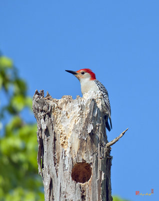 Red-bellied Woodpecker (DSB199)