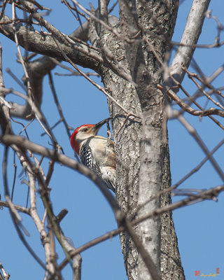 Red-bellied Woodpecker (DSB209)