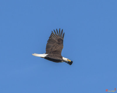 Bald Eagle over Pohick Bay (DRB151)