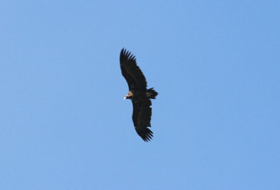 Grågam Black Vulture Extremedura Spain nov 12