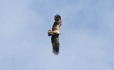 Gåsgam Griffon Vulture Extremedura Spain nov 12