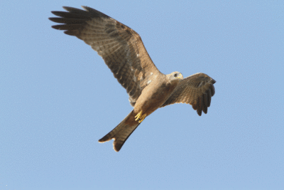 Brunglada milvus migrans aegyptus Black Kite