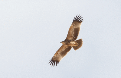 Kejsarrn  Aquila heliaca Eastern Impireal Eagle